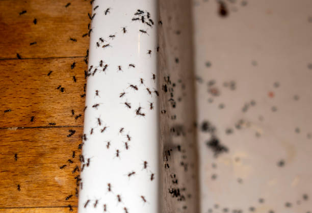 Best Wasp Removal Services  in Lexington, NE