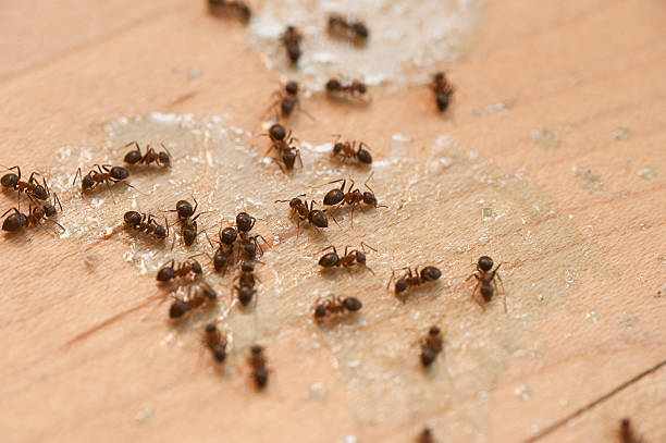 Trusted Lexington, NE Pest Control Experts